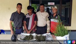 Polisi Ciduk Pemilik Ladang Ganja Dua Hektare di Meurah Dua - JPNN.com