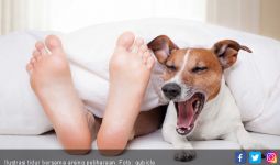 Terapi Anjing Bantu Mengurangi Stres pada Anak - JPNN.com