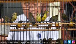 BKSDA Jambi Amankan Ratusan Ekor Burung Dilindungi Negara - JPNN.com