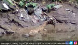 Buaya Berkeliaran di Sungai Deli Gegerkan Warga Sukaraja - JPNN.com