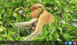 KLHK Terus Berupaya Selamatkan Orangutan - JPNN.com