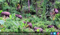 Kawanan Gajah Liar Mengamuk, Tanaman Warga Rusak Berat Diobrak-abrik - JPNN.com