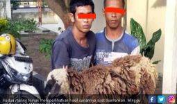 Dua Pemuda Ini Ditangkap saat Masukkan Ternak Warga ke Goni - JPNN.com