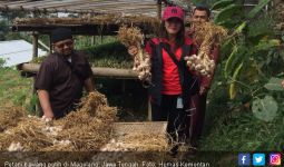 Petani Bawang Putih di Magelang Makin Bergeliat - JPNN.com