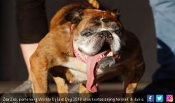 Mengintip Kontes Anjing Terjelek di Dunia, Hadiahnya Wow - JPNN.com