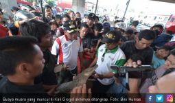 Satu Ekor Buaya Kali Grogol Ditangkap, Lihat Nih Fotonya - JPNN.com