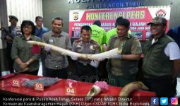 Pembunuh Gajah Bunta di Aceh Timur Akhirnya Terungkap - JPNN.com