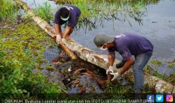 Ya Ampun, Orang Utan Mati Ditembus 7 Peluru - JPNN.com