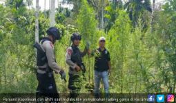 BNN Musnahkan Tanaman Ganja Seluas 10,5 Hektare di Aceh - JPNN.com