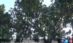 Pria Depresi Panjat Pohon Setinggi 20 Meter - JPNN.com