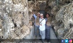 Sebegini Besaran Kenaikan Harga Bawang Putih di Cianjur - JPNN.com
