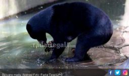 Suraimah Dikeroyok Tiga Beruang, ya Ampuuun! - JPNN.com