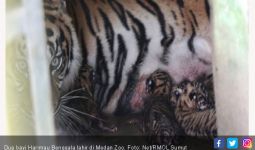Dua Bayi Harimau Benggala Lahir di Medan Zoo - JPNN.com
