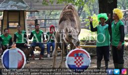 Kompak! Unta, Kuda Poni dan Embek Jagokan Kroasia - JPNN.com