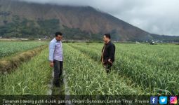 Kaki Gunung Rinjani Penyangga Bawang Putih Nasional - JPNN.com