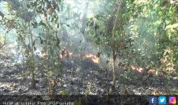 Waspada! Hutan Jati Mudah Terbakar - JPNN.com