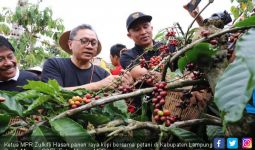 Akhir Pekan, Zulhasan Panen Raya Kopi di Lampung Barat - JPNN.com