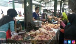 Imbauan Kementan Agar Peternak Ayam Broiler Tak Merugi - JPNN.com