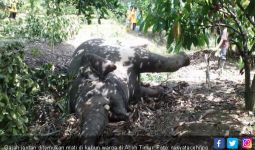 BKSDA Sebut Gajah Jantan di Aceh Timur Mati karena Diracun - JPNN.com
