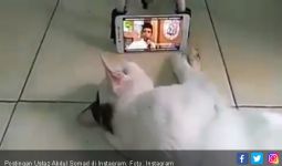 Masyaallah, Kucing saja Senang sama Ceramah Abdul Somad - JPNN.com