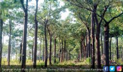 Kebun Benih Semai, Selamatkan 3 Tanaman Asli Bumi Sriwijaya - JPNN.com