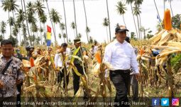 Produksi Jagung Nasional Dipastikan Surplus - JPNN.com