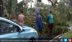Sejumlah Pohon Tumbang Usai Hujan Lebat Guyur Medan - JPNN.com