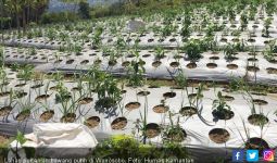 Dinas Pertanian Wonosobo Siapkan Lahan Sekitar 3 Ribu Hektare - JPNN.com