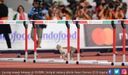 Kucing Siapa tuh Bikin Heboh Asian Games 2018 - JPNN.com