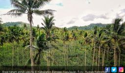 Banggai Kepulauan Tambah Areal untuk Tanam Jagung - JPNN.com