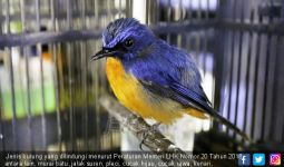 Indonesia Memiliki Jumlah Spesies Burung Terbanyak di Dunia, Tetapi.. - JPNN.com