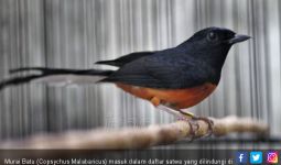 Pencinta Burung Jangan Khawatir Kriminalisasi, Santai aja - JPNN.com