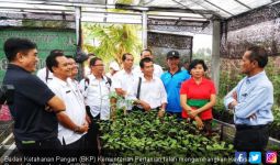 Kementan Terus Kembangkan Lahan Pekarangan - JPNN.com