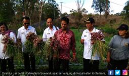 Kementan Sukses Jadikan Bangli Pemasok Bawang Merah Bali - JPNN.com