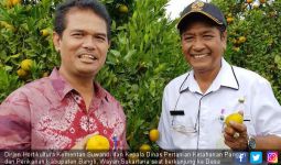 Kementan Dorong Pengembangan Cluster Kawasan Jeruk di Bali - JPNN.com