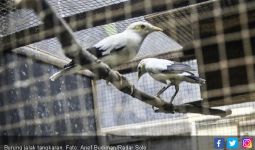 Berita Terbaru yang Penting Diketahui Para Pecinta Burung - JPNN.com