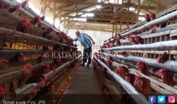 Pesan Mentan, Pelihara Ayam Bantuan Untuk Kesejahteraan Keluarga - JPNN.com
