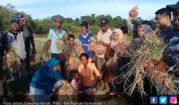 Petani Bawang Merah Riau Terapkan Budidaya Ramah Lingkungan - JPNN.com