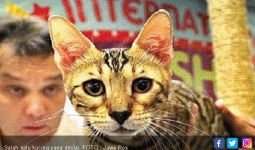 Kontes Kucing Internasional Sukses Digelar di Surabaya - JPNN.com