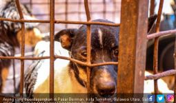 Daging Anjing Laris Manis, Langsung Dieksekusi di Tempat - JPNN.com