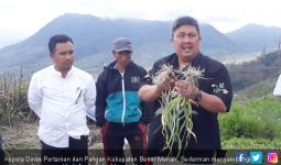 Petani Aceh Kembali Bangkit Tanam Bawang Putih - JPNN.com