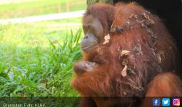 Orangutan di Kawasan Pembangunan PLTA Batang Toru Tetap Aman - JPNN.com