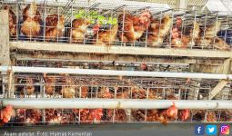 Kementan: Koperasi Bantu Peternak Ayam Petelur Berdaya Saing - JPNN.com