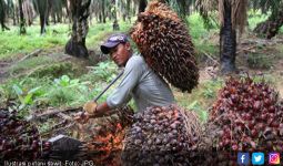 Jika Jokowi Pilih Lockdown, Petani Sawit Pasti Menjerit - JPNN.com