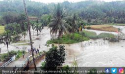 Banjir Rusak Ribuan Hektare Tanaman Padi di Pasaman Barat - JPNN.com