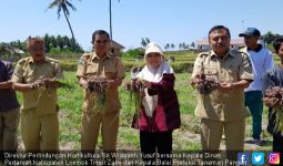 Dorong Pengembangan Bawang Merah Ramah Lingkungan - JPNN.com