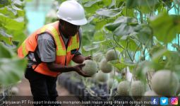 Panen Melon di Limbah Pasir Sisa Tambang - JPNN.com
