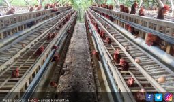 Kementan Luncurkan Vaksin Anti-flu Burung untuk Ayam Petelur - JPNN.com