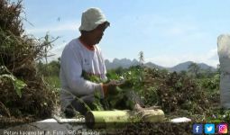 Harga Kacang Tanah Turun Drastis, Petani Menjerit - JPNN.com