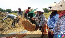 Ini Tiga Kabupaten Produsen Padi Tertinggi di Jatim - JPNN.com